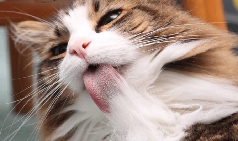 Không tính toán kỹ các chi phí khi nuôi mèo