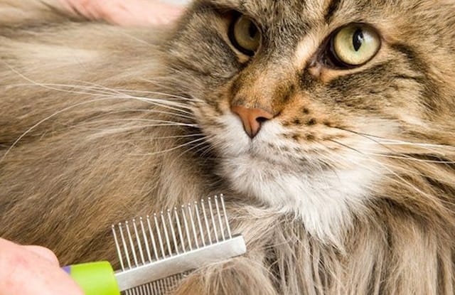 Không chú ý đến khâu vệ sinh cho mèo