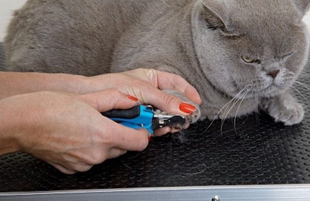 Không triệt sản cho mèo