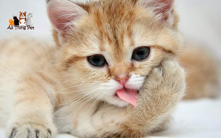 Những sai lầm cần tránh khi nuôi mèo cảnh - Thú Cưng