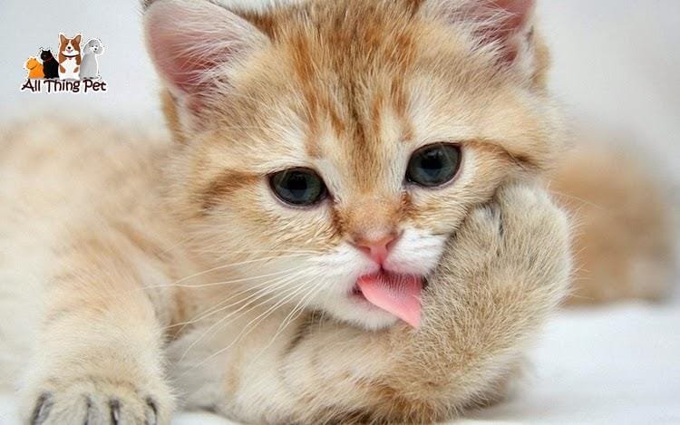 Những sai lầm cần tránh khi nuôi mèo cảnh