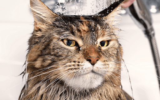 Lâu nay nhiều người vẫn cho rằng nuôi mèo khá dễ, không cần đầu tư quá thời và công sức