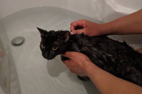 Cho mèo ăn không đúng cách