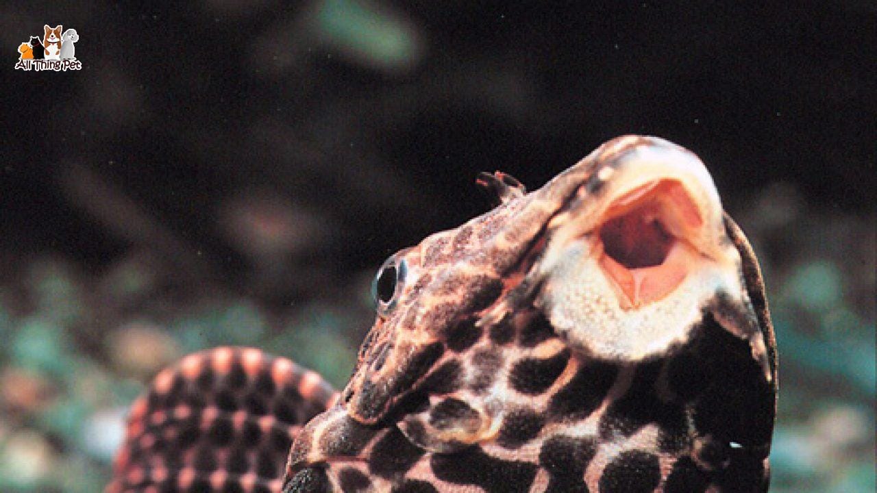 Những thông tin bạn cần biết về loài cá Pleco - Thú Cưng