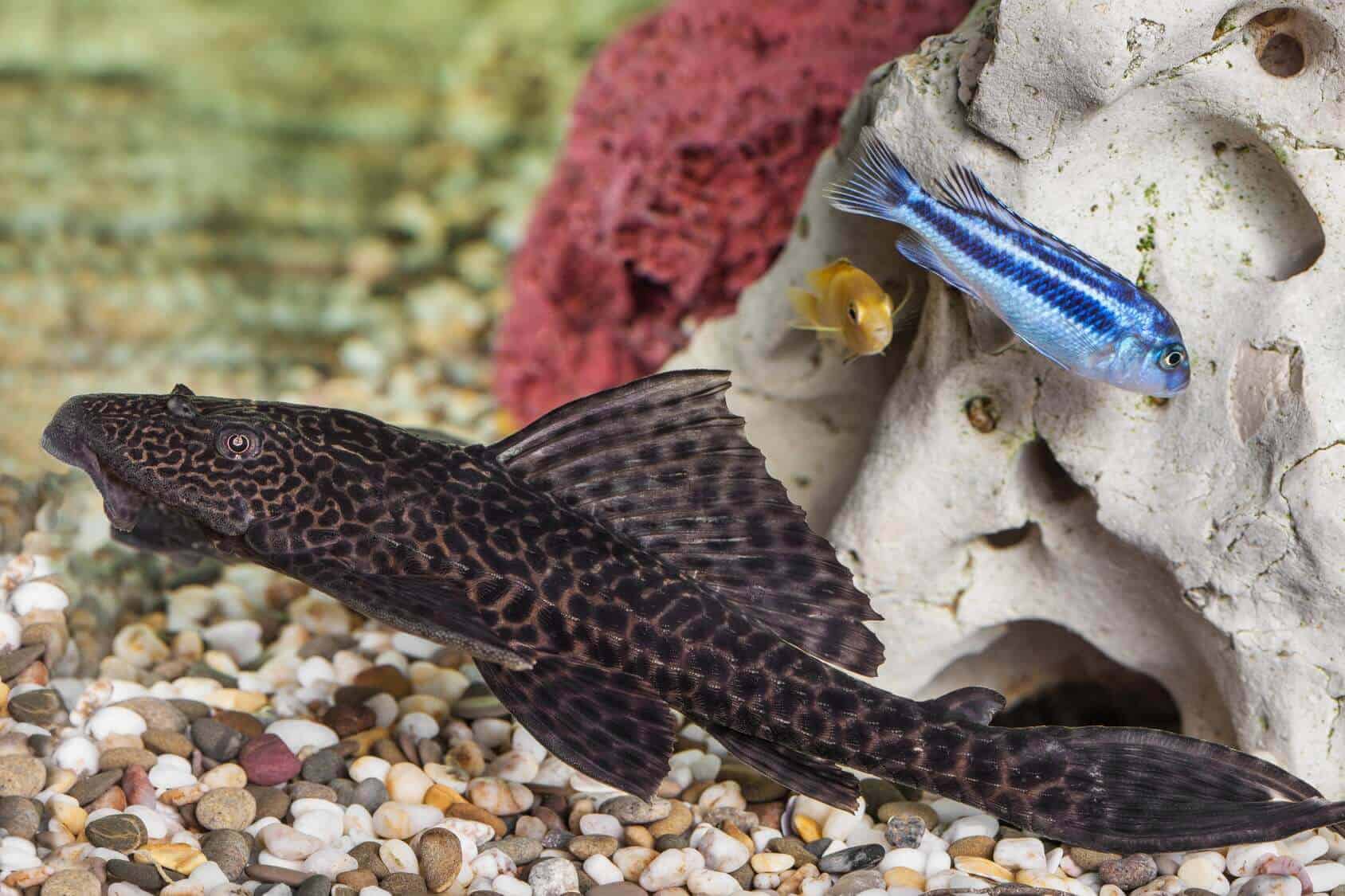 Cá Pleco có thể phát triển khá lớn