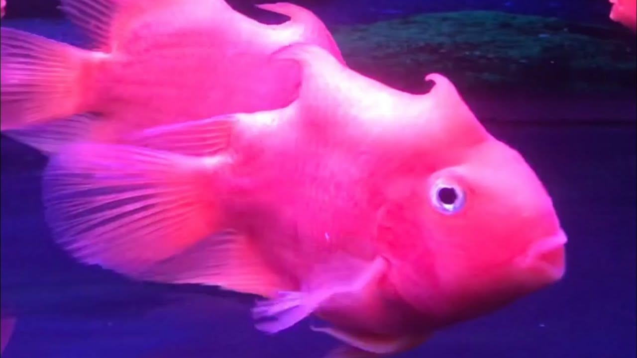 Cá hồng két sừng, két vàng