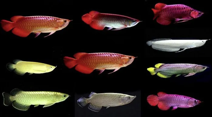 Giới thiệu chung về cá Rồng
