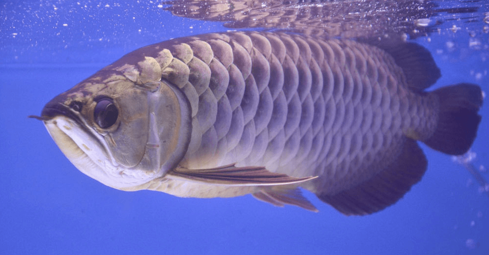 Cách lên màu cá Rồng đẹp