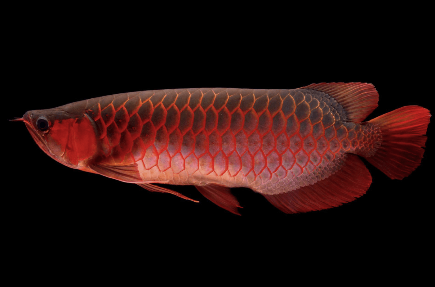 9 tiêu chí để lựa chọn cá Rồng chuẩn đẹp