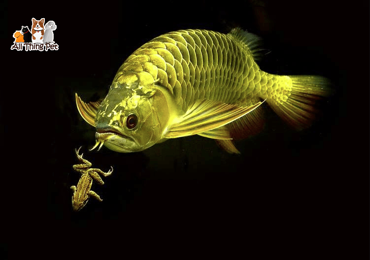 Những tiêu chí lựa chọn cá Rồng đẹp và ưng ý nhất