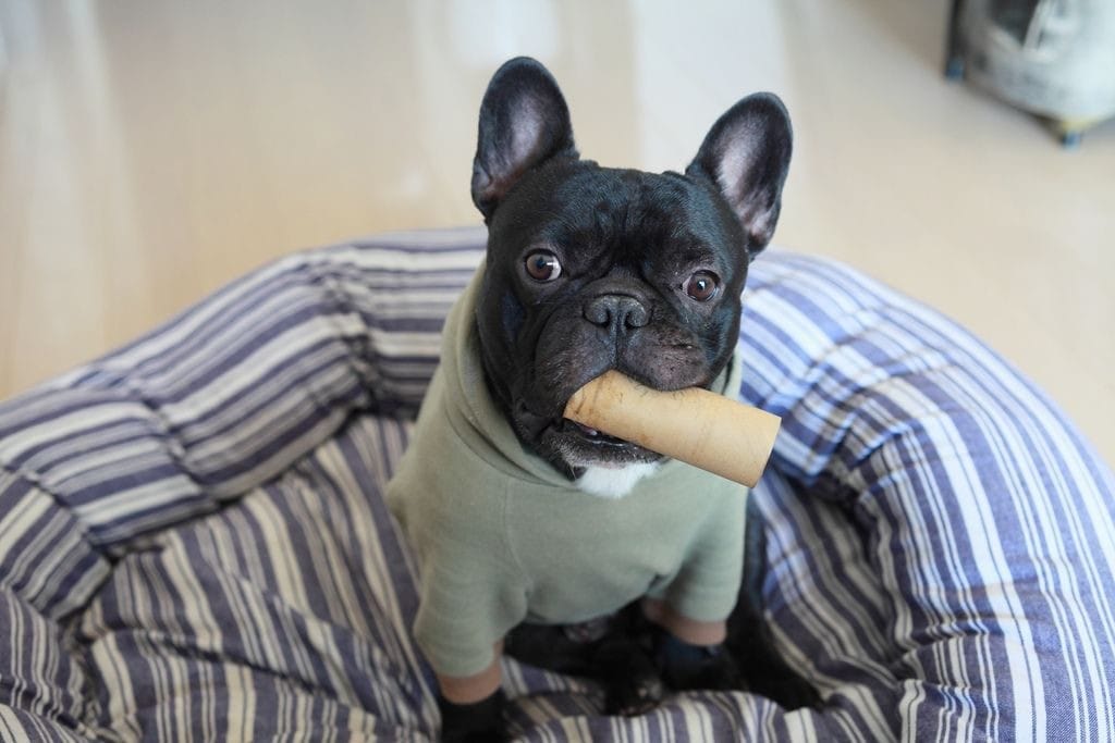 Hiểu rõ về chế độ dinh dưỡng cho chó Bull