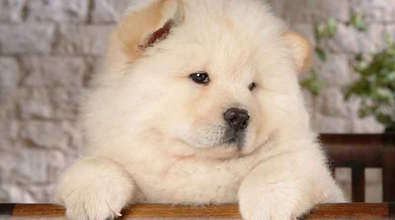 Hướng dẫn chăm sóc chó Chow Chow