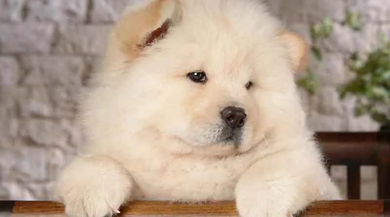 Hướng dẫn chăm sóc chó Chow Chow