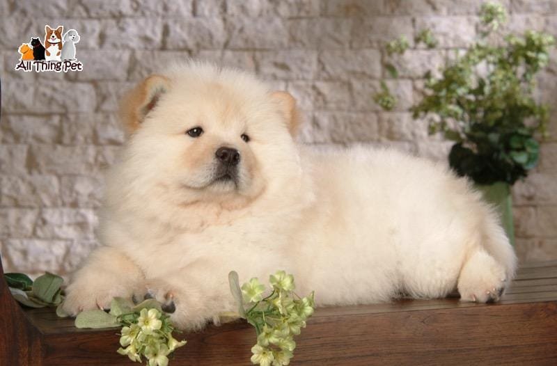 Nuôi chó Chow Chow: Đảm bảo đủ dinh dưỡng và huấn luyện đúng cách