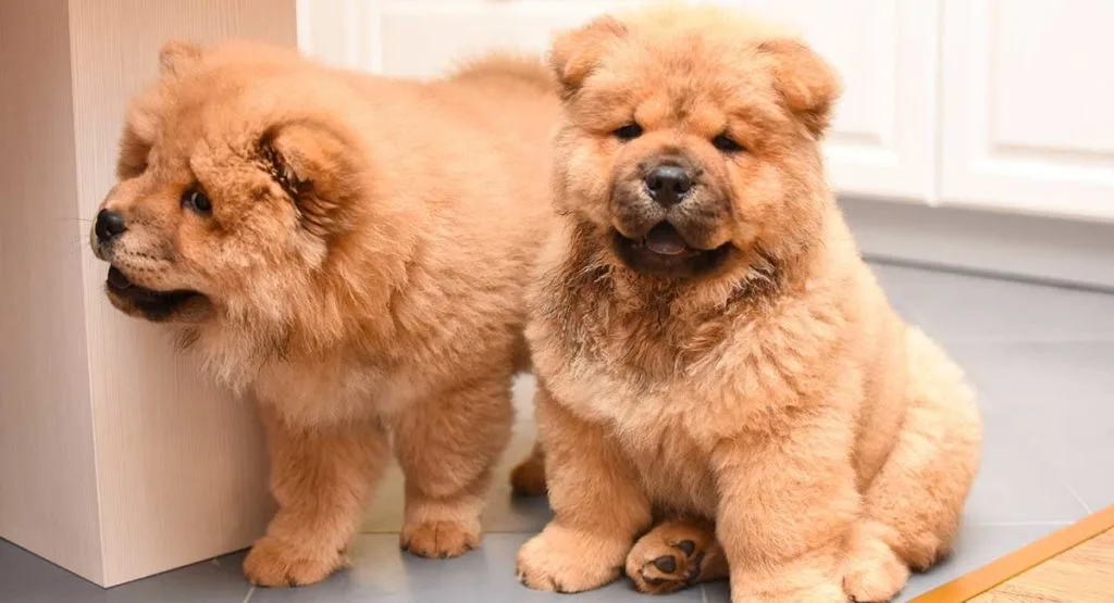 Bạn đã biết chế độ dinh dưỡng cho chó Chow Chow?