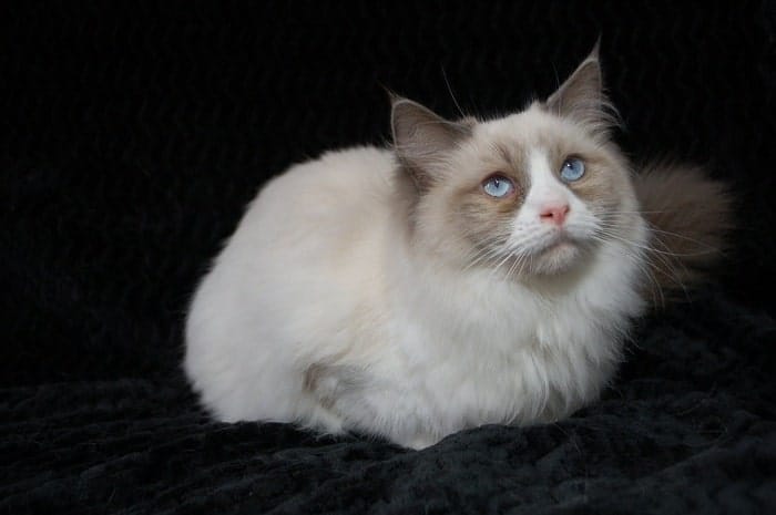 Munchkin chân ngắn là giống mèo quý được nhiều người lựa chọn