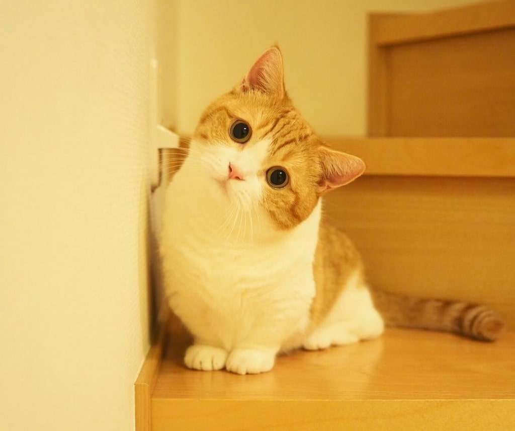 Mèo Munchkin chân ngắn là giống mèo quý và có giá cả đắt