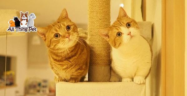 Nuôi mèo Munchkin chân ngắn không khó với loạt bí quyết sau