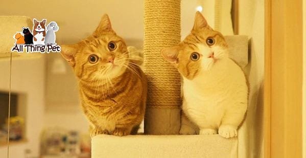 Nuôi mèo Munchkin chân ngắn không khó với loạt bí quyết sau