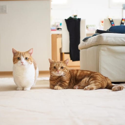 Nuôi mèo Munchkin chân ngắn không khó nếu như bạn có nhiều kinh nghiệm