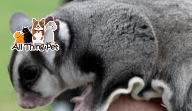 Hướng dẫn nuôi Sóc Bay Úc – Cách chăm sóc cho người mới