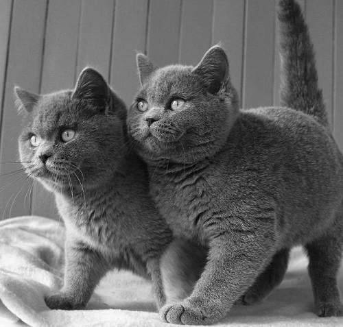 Bạn cần tìm phụ kiện cho mèo Anh lông ngắn?