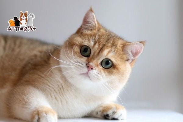 Phụ kiện cần thiết dành cho mèo Anh lông ngắn