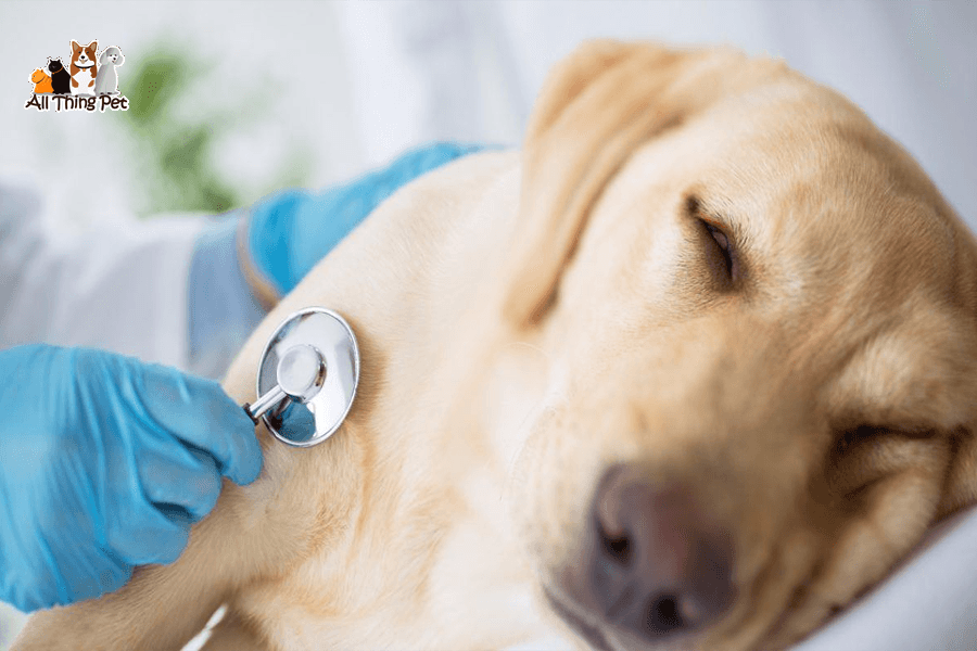 Phương pháp chữa bệnh cúm virus CIV ở chó hiệu quả nhất