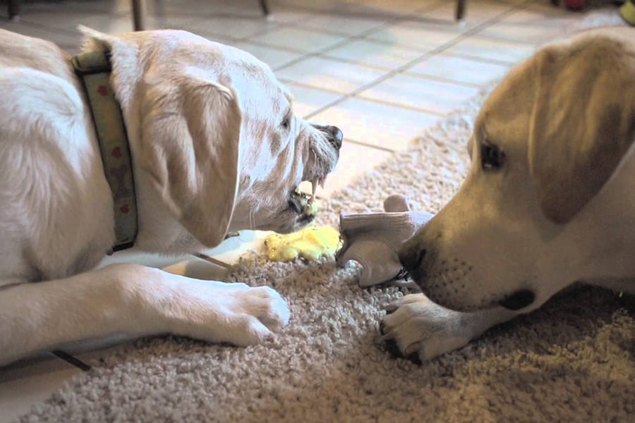 Chữa parvo ở chó hiệu quả nhất