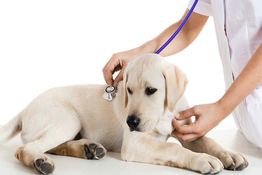 Chó mắc bệnh parvo chữa như thế nào