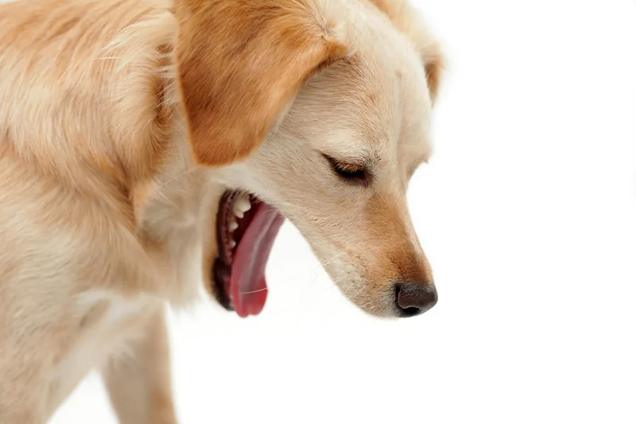 Ho cũi ở chó rất nguy hiểm