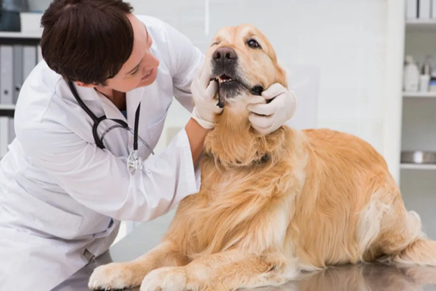Lưu ý khi chữa ho cũi cho chó