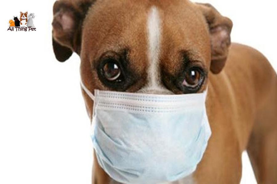 Phương pháp điều trị bệnh ho cũi ở chó chi tiết nhất