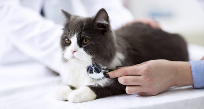 Phương pháp điều trị, chăm sóc mèo bị suy thận hiệu quả