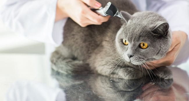 Phương pháp điều trị, chăm sóc mèo bị suy thận hiệu quả