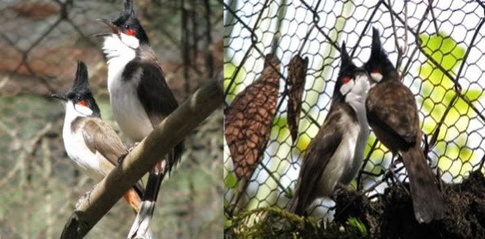 Sức đề kháng của giống chim chào mào nuôi