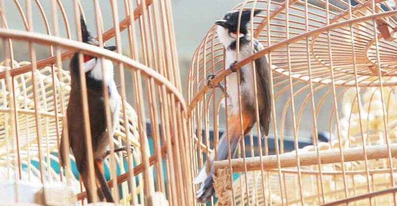 Làm thế nào để giữ ấm cho chim khi mùa đông lạnh đến