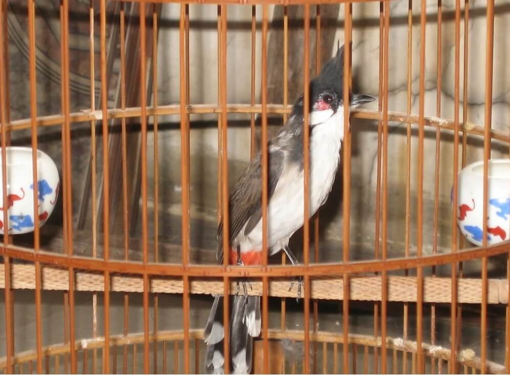 Bổ sinh dinh dưỡng cho chim chào mào thông qua thức ăn hàng ngày