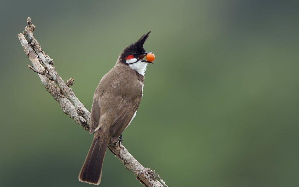 Một số cách phòng bệnh