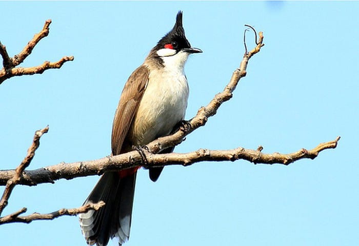 Một số cách phòng bệnh