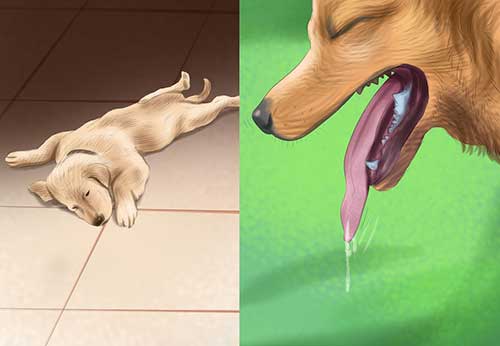 Phương pháp hay giúp việc trị chó bị nôn mửa nhanh chóng