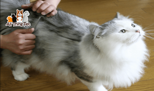 Phương pháp hữu hiệu trị búi lông cho mèo nhanh chóng