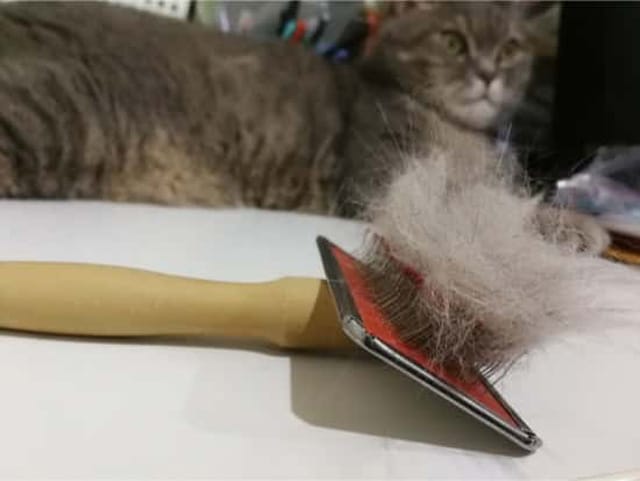 Phương pháp hữu hiệu trị búi lông cho mèo nhanh chóng 