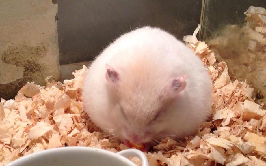 Một số dấu hiệu nhận biết khi chuột Hamster mang thai