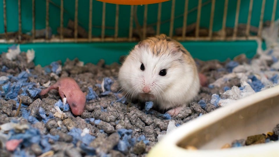 Dấu hiệu cho thấy chuột trước khi đẻ