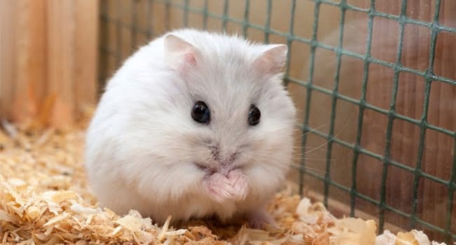 Giới thiệu về chuột hamster