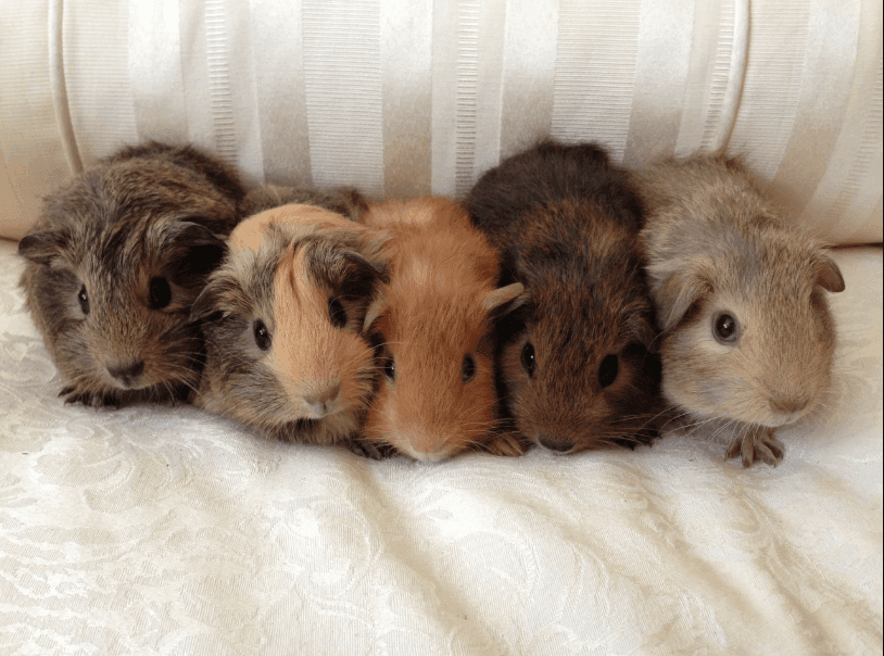 Tậu ngay một em Bọ Ú về nuôi nào!