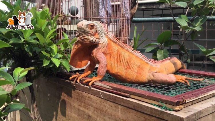 Rồng nam mỹ – Iguana thú vui mới độc lạ của giới trẻ hiện nay