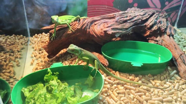 Green igu có giá rẻ hơn