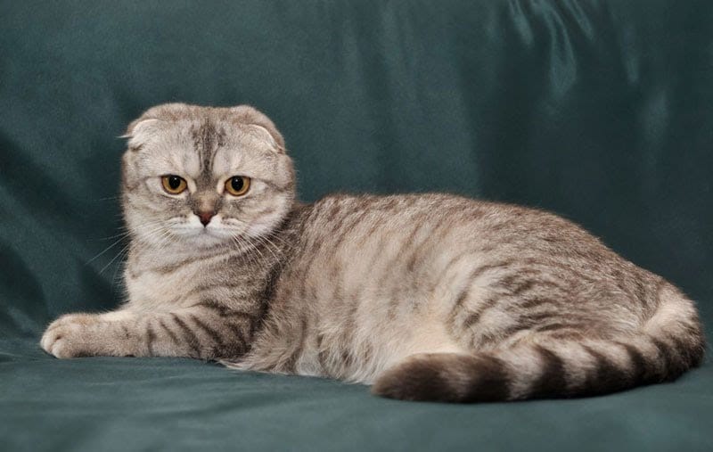 Mèo Scottish Fold tai cụp
